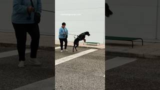 Reactive Dobermann being desensitized #shorts #dobermann #dogs