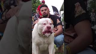 Monster american Bully xl 💪💪😵😨