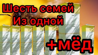 ИЗ ОДНОЙ СЕМЬИ ДЕЛАЕМ ШЕСТЬ , быстрое развитие