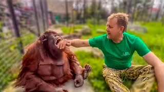 Oleg Zubkov brought Dana the orangutan some fruit to eat, but she was in a different mood!