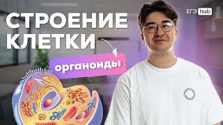 СТРОЕНИЕ КЛЕТКИ (ОРГАНОИДЫ) I ЭТА ТЕМА ТОЧНО БУДЕТ НА ЕГЭ 2025 I Артур Вайнберг