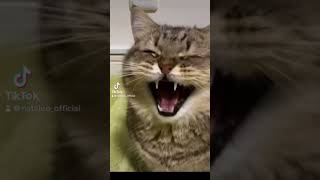 Meow!😹#cute#funny#love#cat #kitty #kitten#shorts#shortvideo#trending #tiktok#catlover#fyp#explore