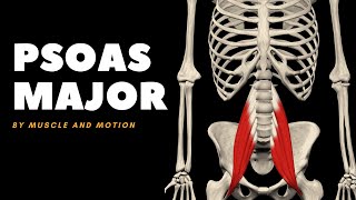 The Psoas Major Muscle: Origin, Insertion, and Actions