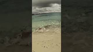 black wilds sharks attack stingray#gili#travel#sharks#wildlife #feedshorts#shortsfeed#shorts #viral