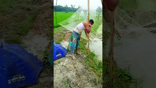 গ্রাম বাংলার মাছ ধরার ভিডিও village fishing video #fish #shorts #viral.