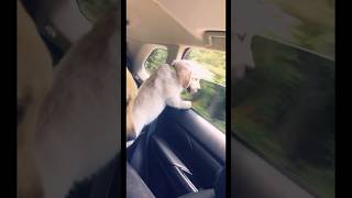 Golden Retriever puppy loves his head out the window