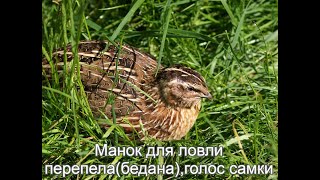 Манок на перепела(бедана) голос самки.  Quail decoy (bedan) female voice.