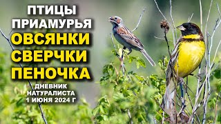 Загадка Сверчка и Песня Дубровника. Птицы Приамурья. 1 июня 2024 г.