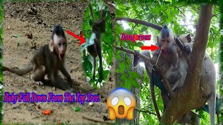 OMG! Baby monkey falls down from the high tree and Dangerous baby monkey.