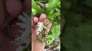 Ail des ours, Allium ursinum : comment la reconnaître ?