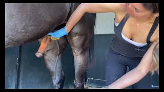 Horse Sheath Cleaning