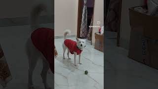 Duggu | Dog Lover | Dog Love | Pet Love