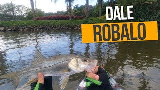 DALE ROBALO!!! Teve muito peixe na ponta da Linha no Rio Cubatão em Joinville-SC.