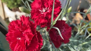 Carnation “Chabaud Mix”