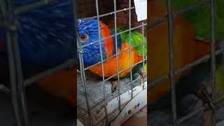 Hamara Rainbow lorikeet ka pair aagaya 😍 🤩 | our Rainbow lorikeet pair arrived