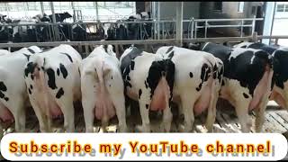 dairy farming in pakistan|| #livestock and agriculture in pakistan #