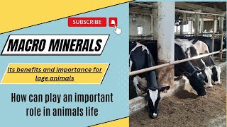 Role of Macro minerals in the life and body of large animals||جانوروں کے لیے میکرو منرلز کی افادیت