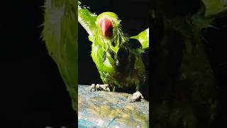 Parrot Dance🦜🦜||#shorts #parrot #wildlife