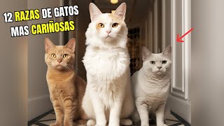 12 razas de gatos más cariñosas EXPLICADO