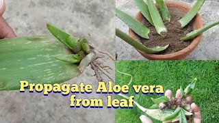 How to propagate Aloe vera plant from leaves