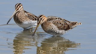 Slimbridge - Discovery, Rushy and Robbie Garnett Hides