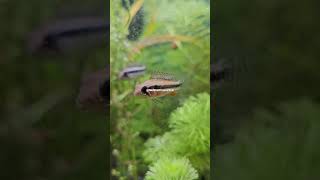 apistogramma Elizabethae #aquariumlife #freshwater #aquariumhobbyist #dwarfcichlid #apistogramma