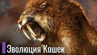 Реальная Эволюция Кошачьих. Саблезубый тигр и коты современности