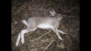 КАК ПОЙМАТЬ ЗАЙЦА НА СОЛЬ   HOW TO CATCH A HARE FOR SALT