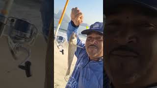 Nosso Amigo Pescador Pescou um lindo Peixe Corvina #shortsvideo #shorts #fishing