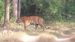 Tiger | बाघ का फुल वीडियो | बाघिन और बच्चा रोड पर बैठा | Kanha national park #nationalpark #video