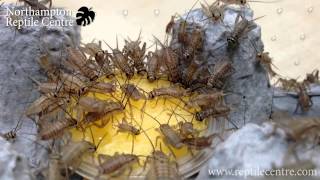 Feeding Crickets the new ProRep Jelly Pots - They Love It!