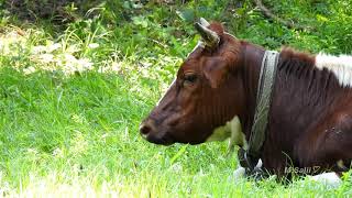 Cows Videos: Bull Fernan, Grey Rabbit, Cow Mooing - Funny Cow Videos