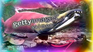 getty images salmon