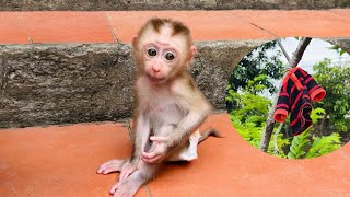 Baby monkey Tina asked her mother for help when her shirt got stuck in a tree.