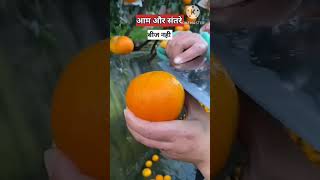 चीन में गन्ने की खेती कैसे की जाती है