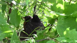 Robin Bird Nest - Parents Protect Baby From Rain