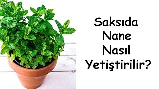 Saksıda Nane Nasıl Yetiştirilir?