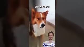 Perro ladra despacito y gana!