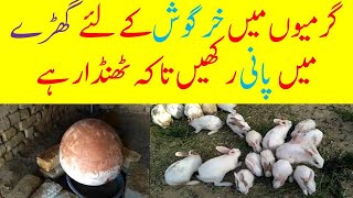 Keep Your Rabbits Cool In Summer | Rabbit Farming In Pakistan | Ramzan Siddiqui