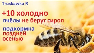 Как прикормить #пчёл если уже поздняя осень и холодно. Как их удержать от вылетов и гибели в холод.