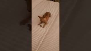 chihuahua vs geco. chihuahua Nino