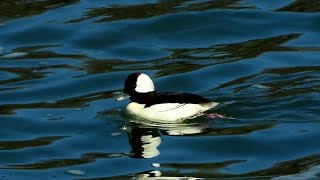 Bufflehead - Pat O'Neil Bird ID's