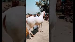 BULBUL 🤍  #zorarandhawa #307studieos #horselover #kaalilambo