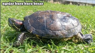 tangkap dan ngejar kura kura lucu | MALIKA A.T