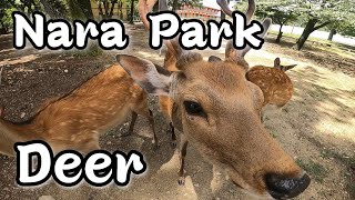 Nara Park in Japan, Deer, 奈良公园,奈良公園