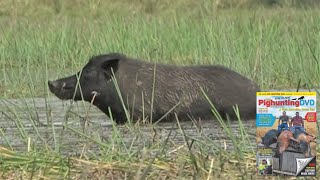 Wild Boar Hunting with dogs in Cape York and Western Australia (Part 4)