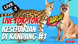 LIVE TOK TOK #1 | KESEHARIAN DI KANDANG‼️| Caracal Serval