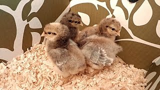 Newly Hatched Auto-Sexing Cream Legbar Chicks!