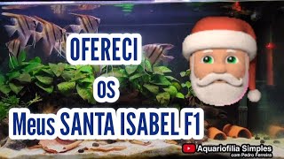 OFERECI os Meus SANTA ISABEL F1 a um SUBSCRITO do 👉 CANAL 🎅