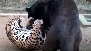 Jaguar Vs. Black Panther